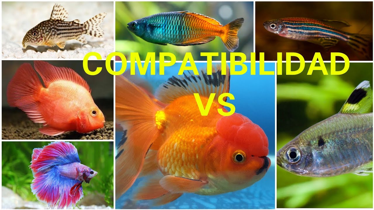 TODOS LOS PECES COMPATIBLES CON GOLDFISH, LO QUE LAS TIENDAS CALLAN