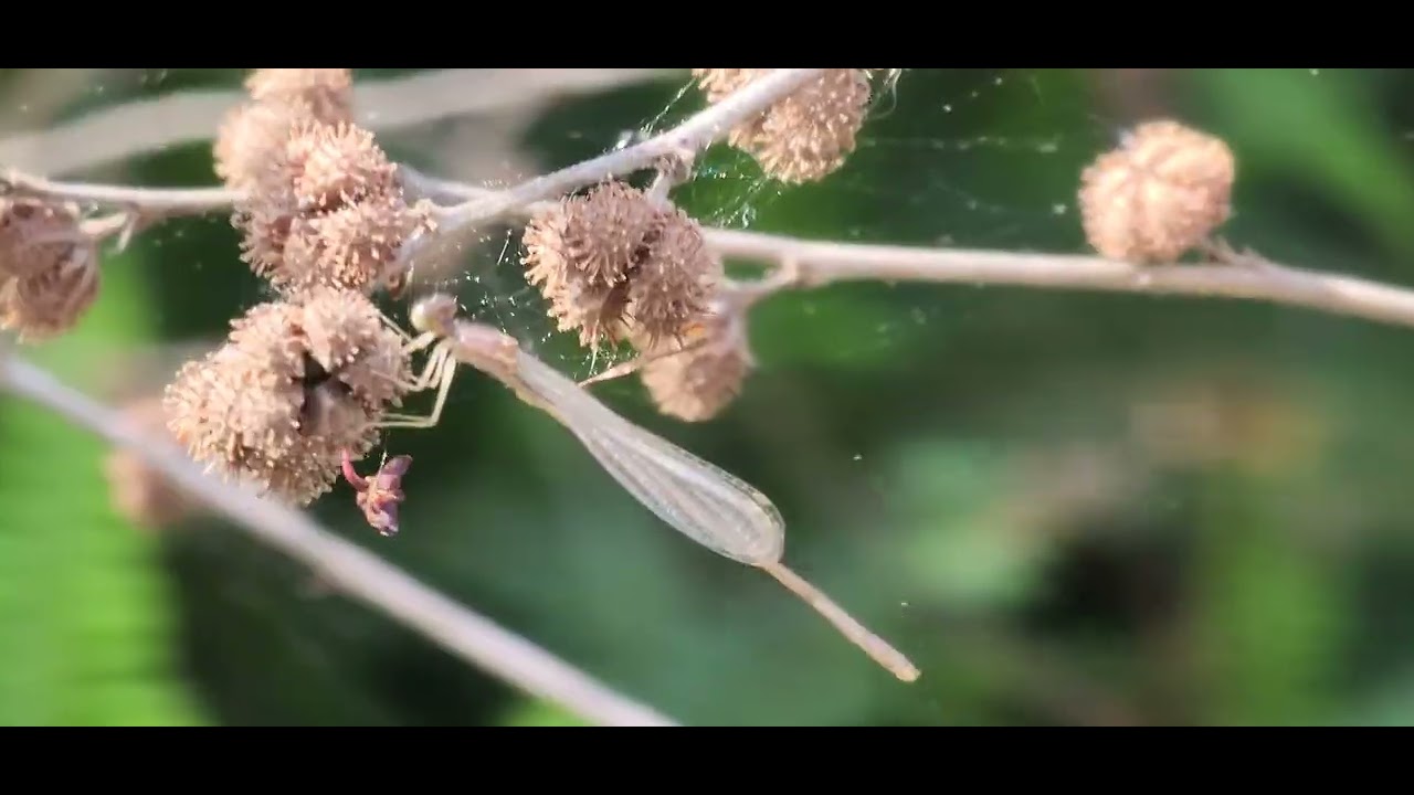 A young damselfly on a caesarweed shell.