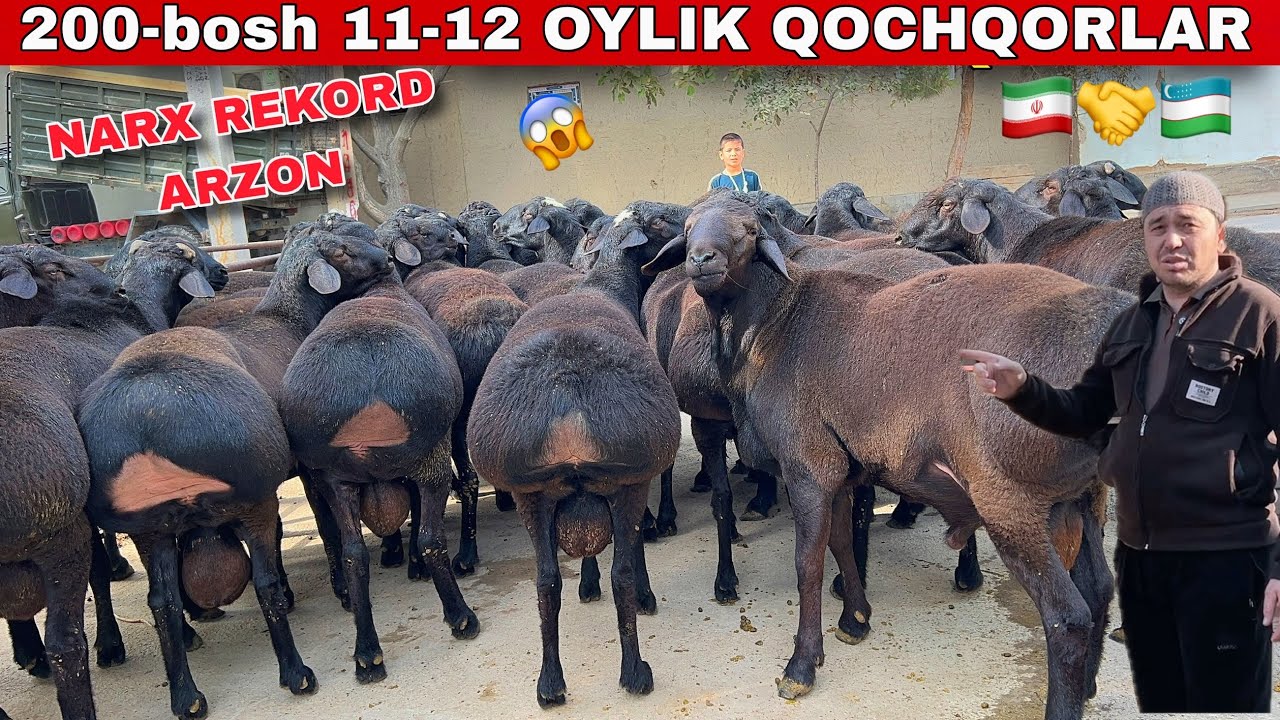Marufjon akaga 200-bosh KATTA QOCHQORLAR keldi 😱 Tarozini buzadi!💥