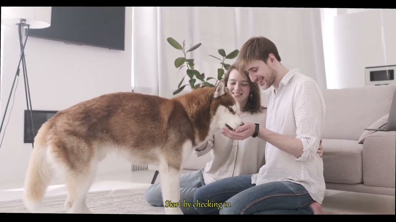 Is Your Pets Love Turning Into a Burden Signs of Unhealthy Dependency You Must Know