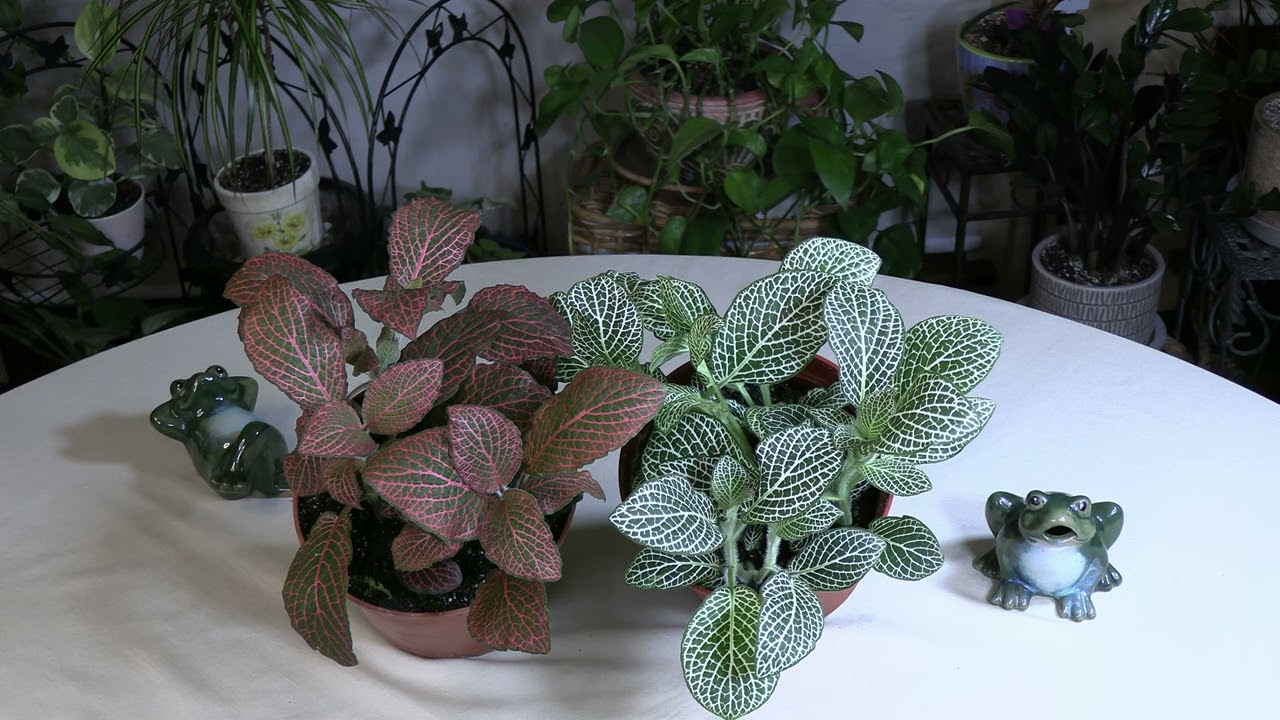 Fittonia (Nerve Plant) Care: What to Know