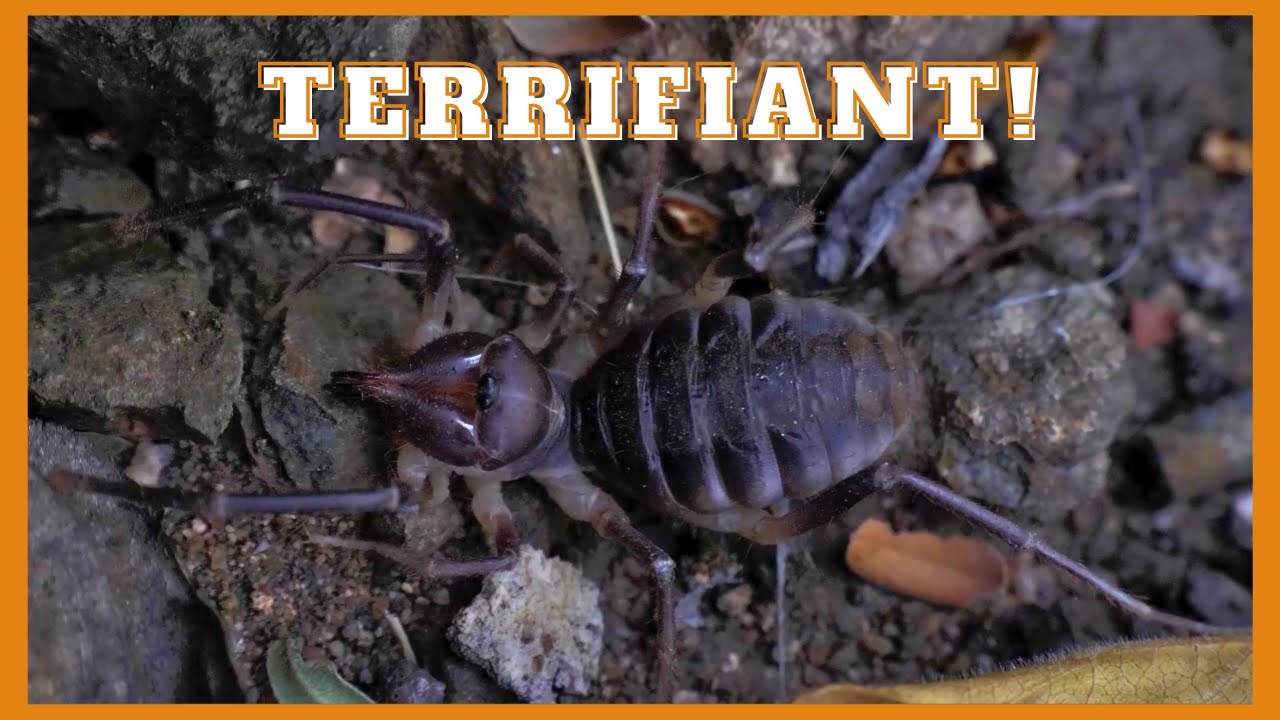 Le solifuge, effrayant mais inoffensif