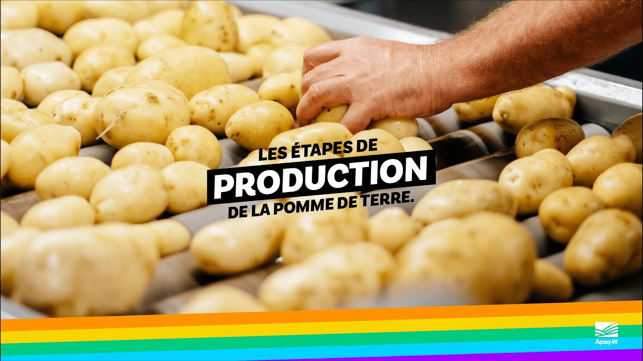 Les étapes de production de la pomme de terre - APAQ-W