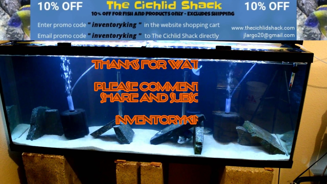 African Cichlids | Super Red Empress Colony | New Tank | Setup Video