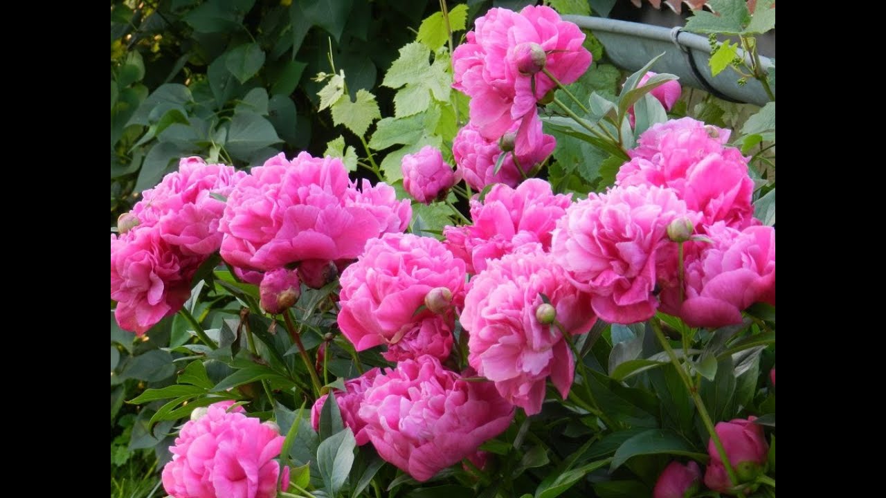 Les pivoines