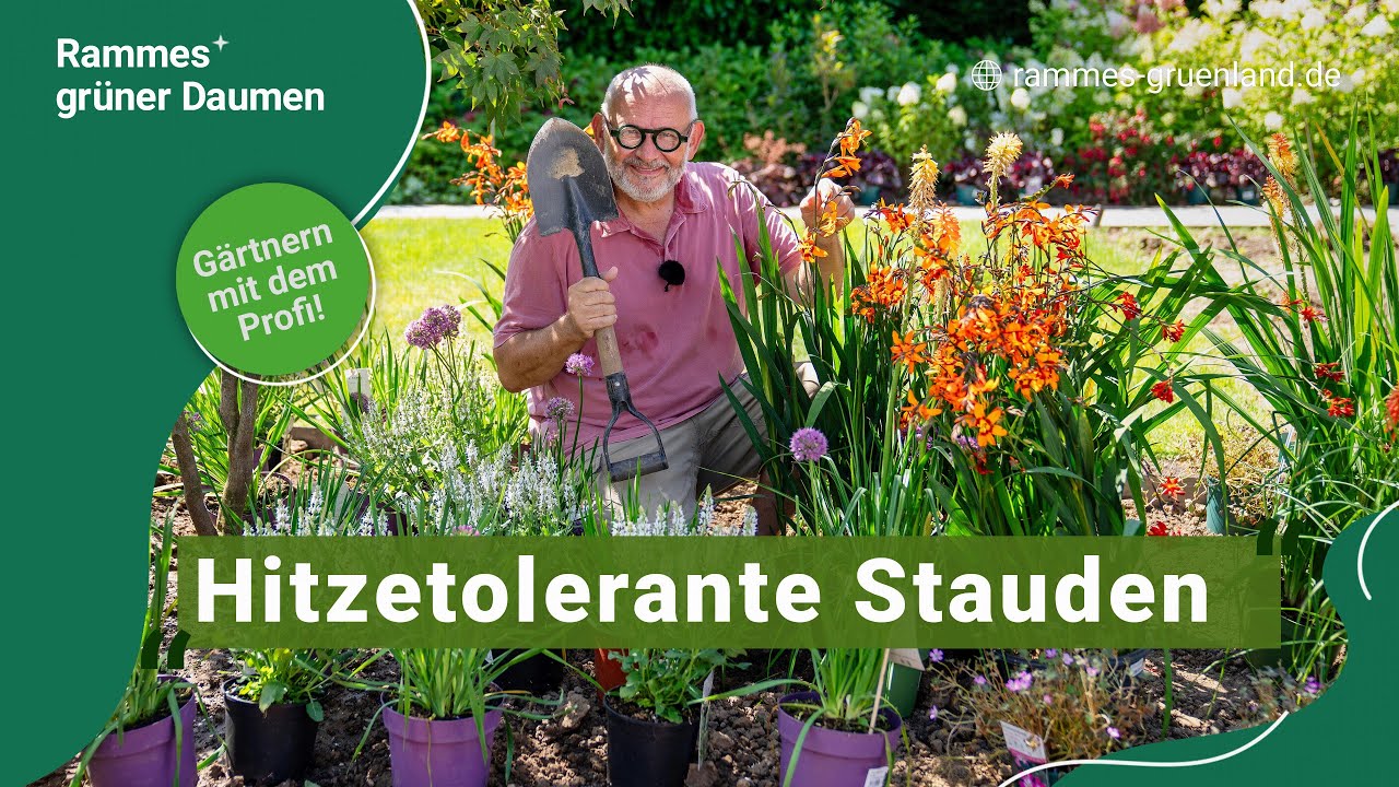 Hitzetolerante Stauden - Sommerhitze und trockene Böden? Kein Problem für hitzetolerante Stauden!