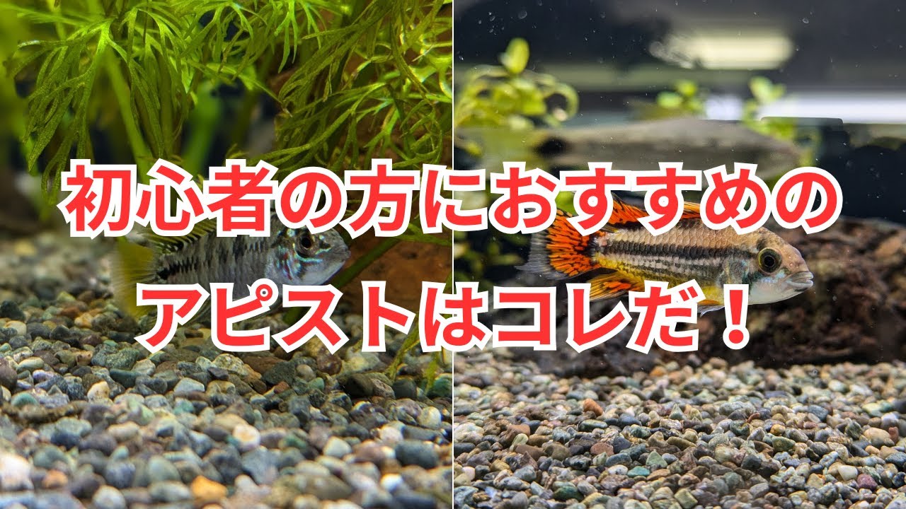 初心者の方にもおすすめのアピストグラマを2種ご紹介します！