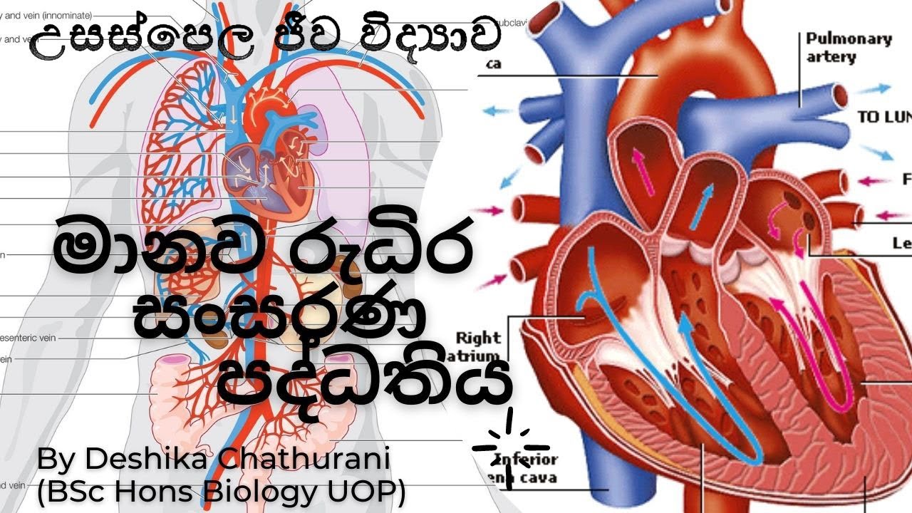 මානව රුධිර සංසරණ පද්ධතිය AL biology lessons in sinhala -  2021/2022 live stream biology unit  5