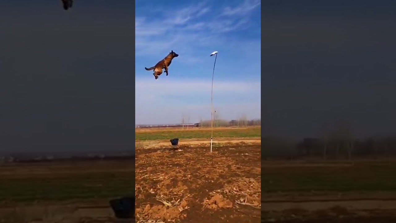 Dog high jump