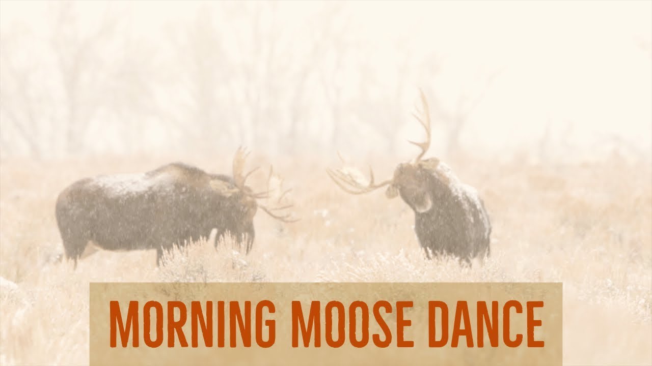 A Beautiful Moose Dance  |  Wildlife Photography in the Tetons