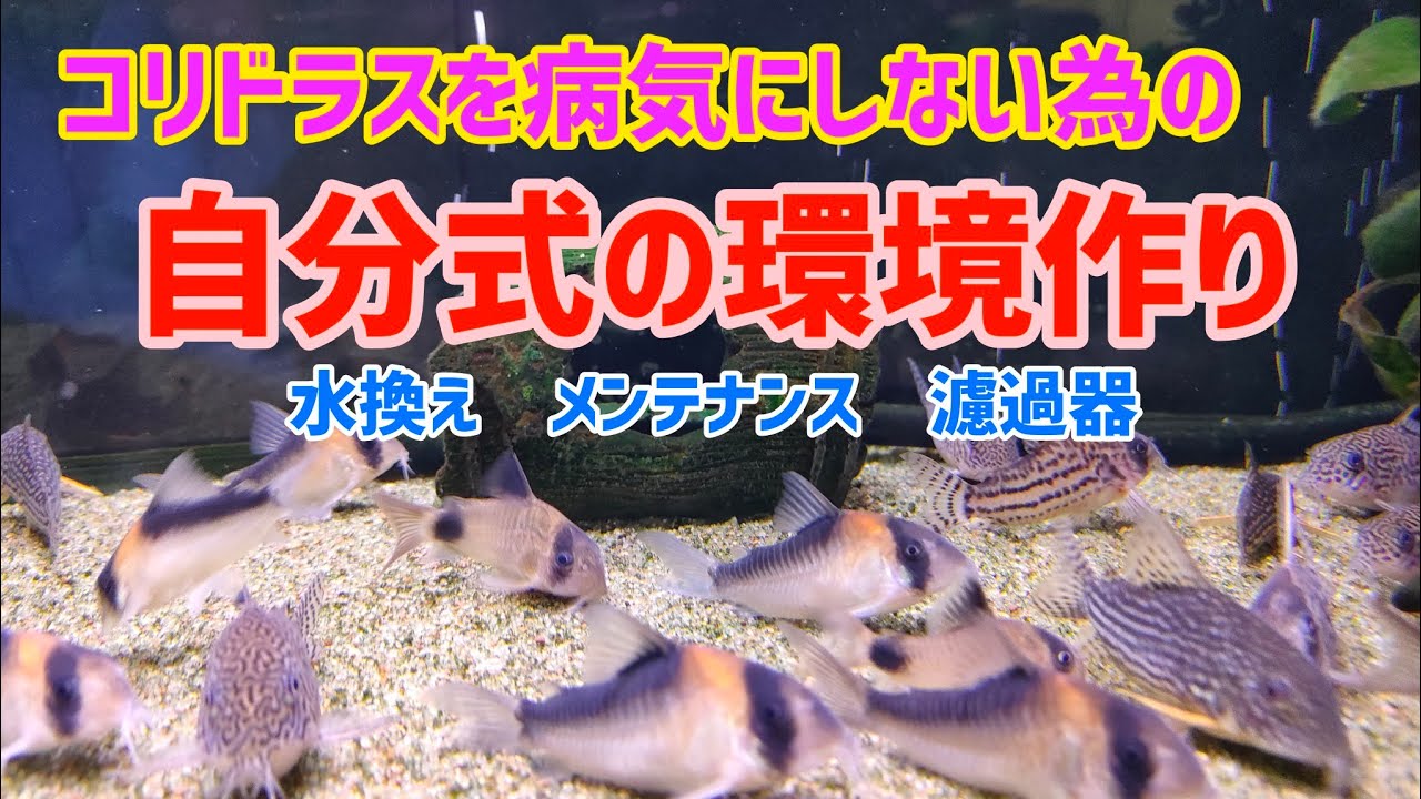 【コリドラス】【アクアリウム】病気にしない為の水槽水換え、メンテナンス