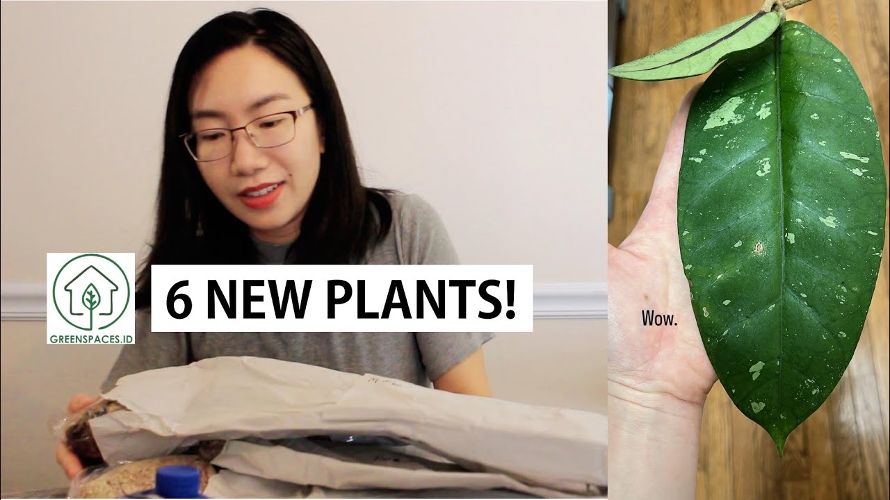 Wishlist Plants Unboxing! 6 Mind Blowing Imported Plants from Greenspaces.id