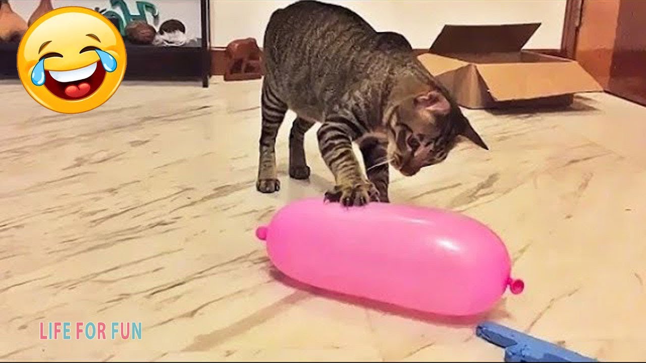 Смешные видео - КОШКИ 😂 Смешные коты приколы с котами до слез &ndash; Смешные кошки &ndash; Funny Cats
