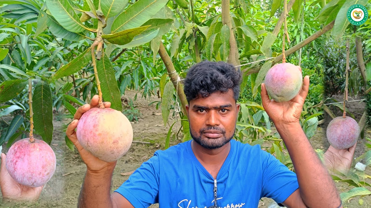 Tommy Atkins mango Farming Red Mango variety