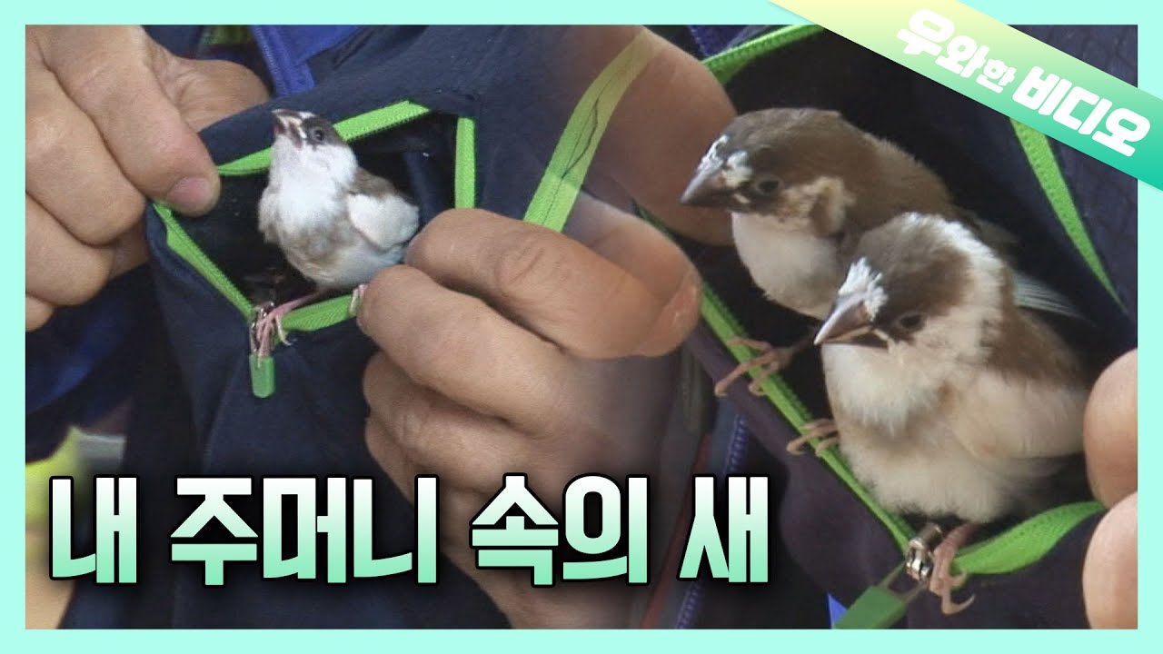 Мужчина, выращивающий птиц в кармане куртки 🐦