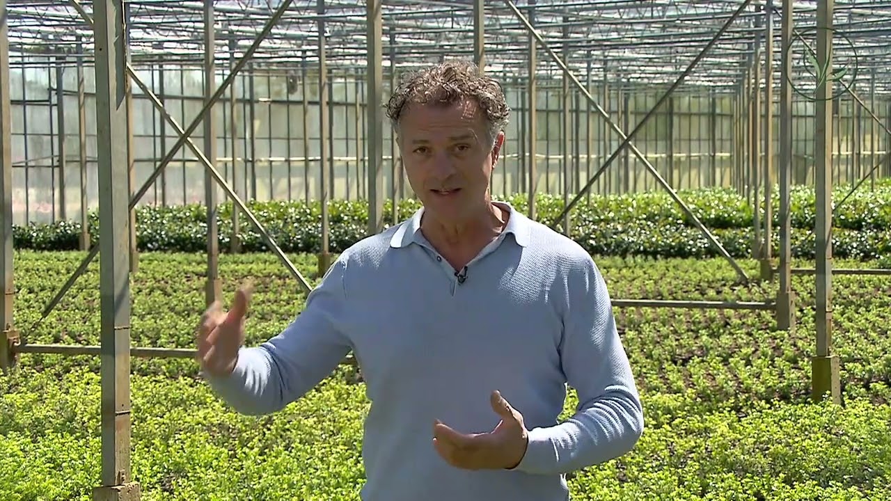 Sostituto del bosso: Ilex crenata 'Green Hedge' | Consigli e cura