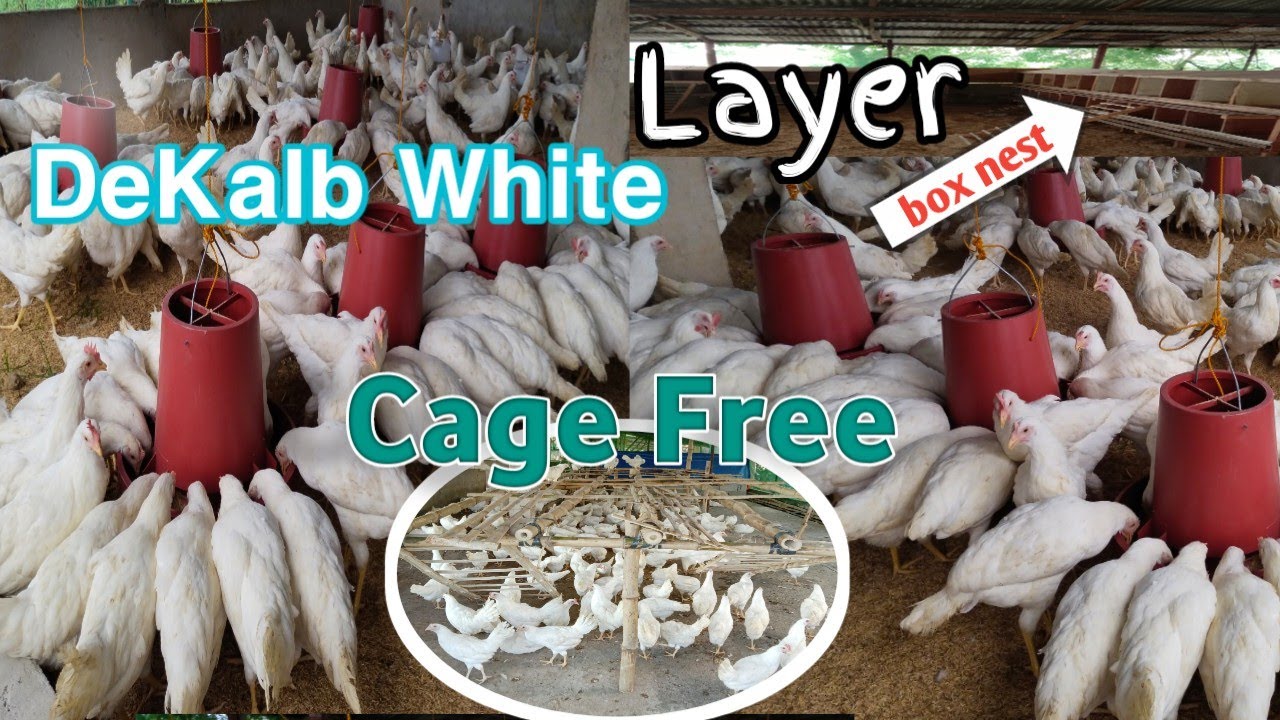 Free-Range Farming(DeKalb White)RTL Chicken |@luckymaedelicano2425