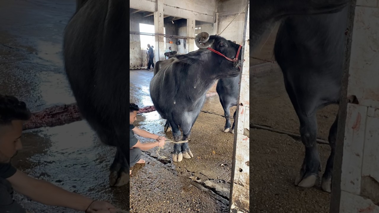 The Strongest Buffalo Ever Caught on Camera 🐃💪 #shorts #meatmarket #buffalo #meatmarket #cow #bull