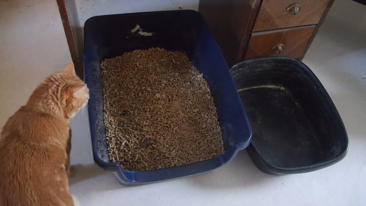 Frisco High Sided Cat Litter Box Review