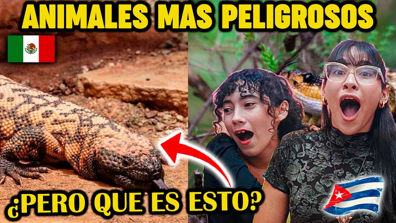 🇨🇺CUBANAS REACCIONAN a TOP 10 🦁ANIMALES MAS PELIGROSOS DE 🇲🇽MEXICO 😮😮😮