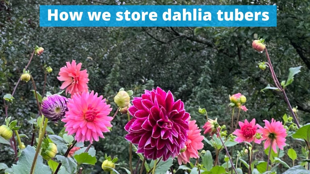 How we store our dahlia tubers (zone 8) on our south west England flower farm