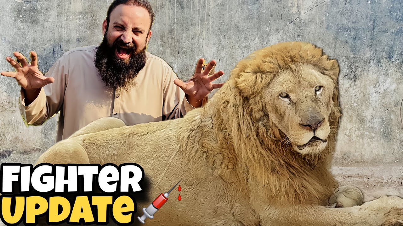 Kya Fighter Survived Kar Paye Ga ⁉️🦁