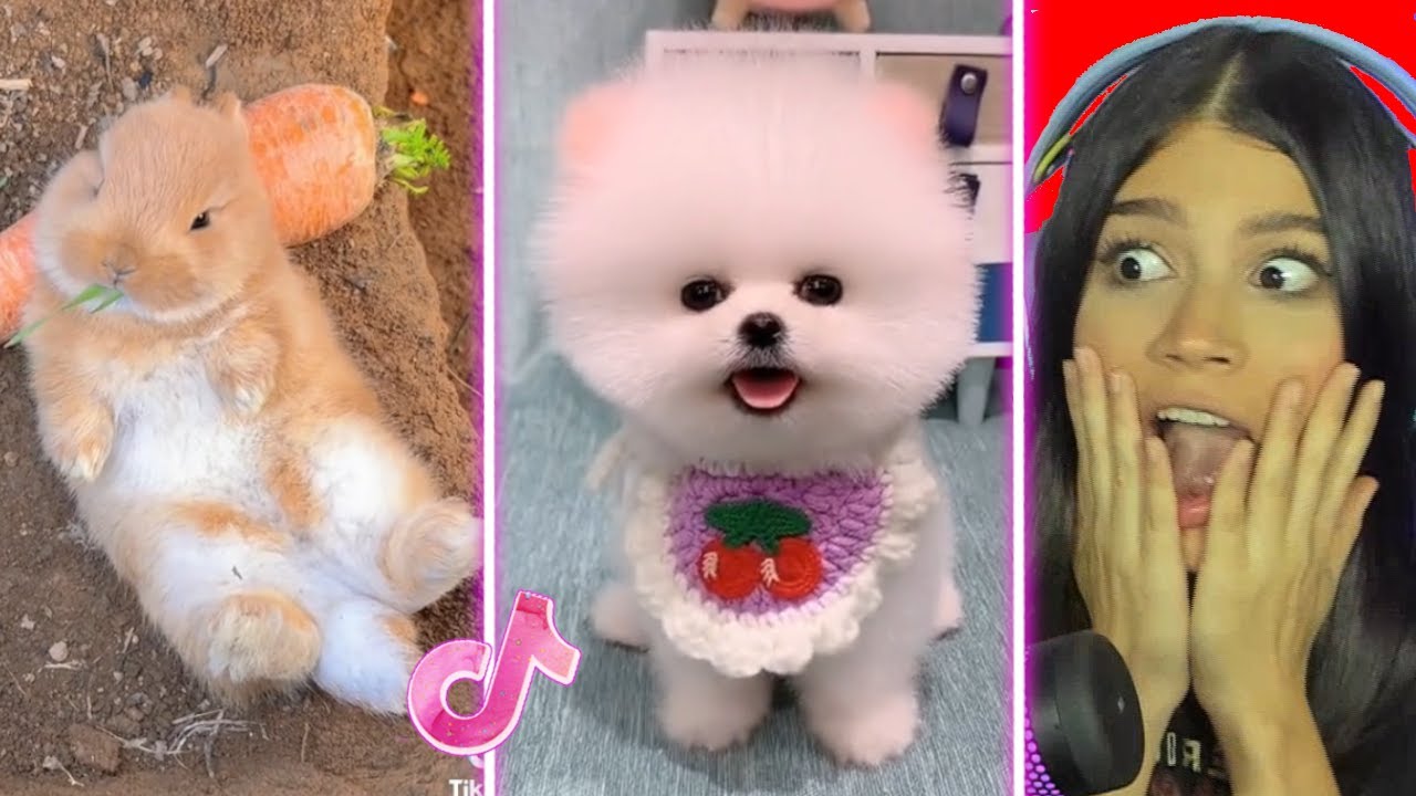 Las MASCOTAS m&aacute;s TIERNAS de TikTok