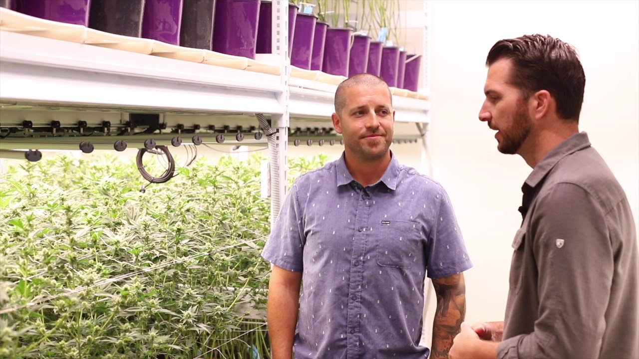 Why the Presence of Air Flow is Important in Cultivation