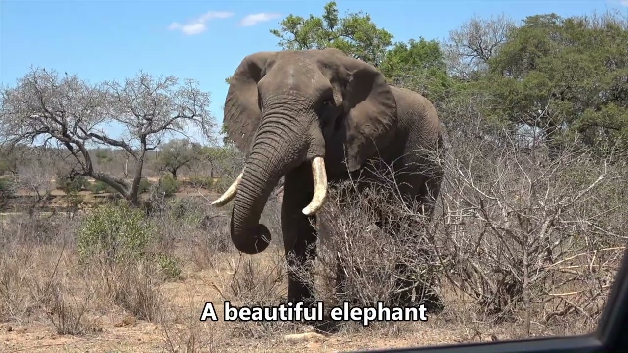 Expedition Kruger Episode 7 Lower Sabie