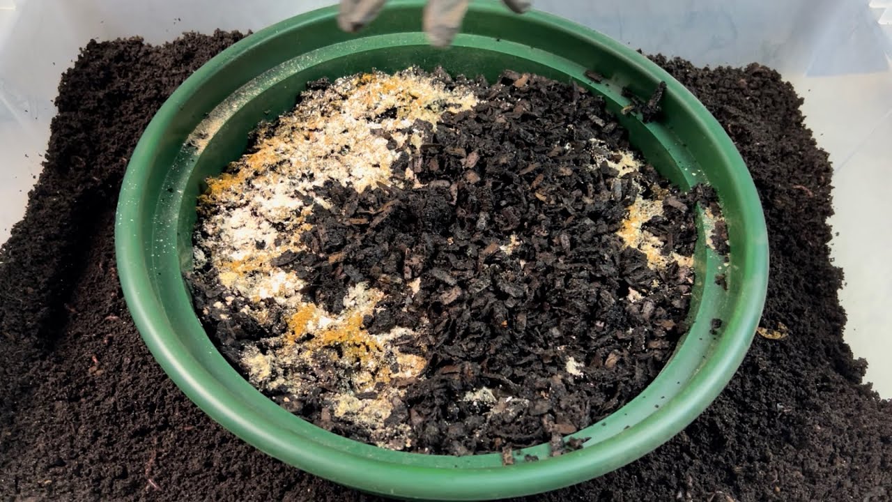 Forage Bin Check In, Using 1/4” Sifter as Worm Bait Trap