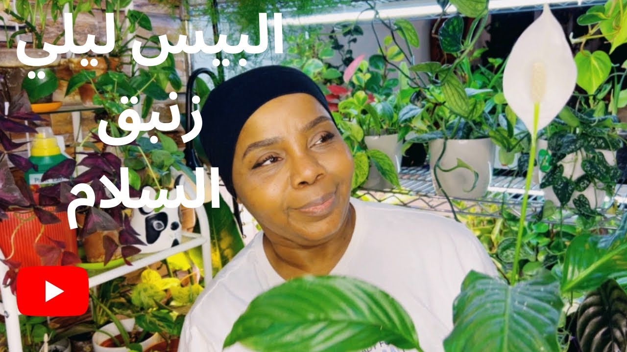كيف رعاية واهتمام نبات البيس ليلي نبات الشراع في مجموعتي ؟؟