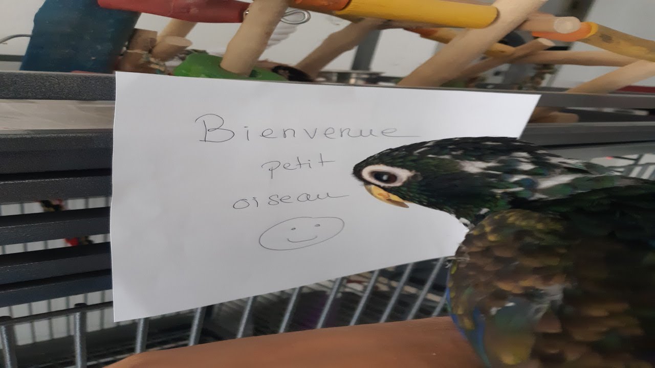 Le premier jour de ton oiseau à la maison!