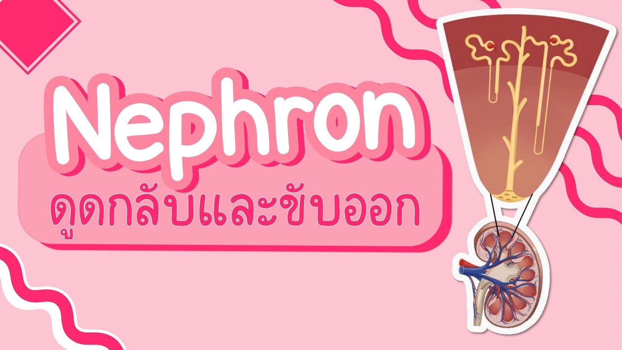 การทำงานของหน่วยไต