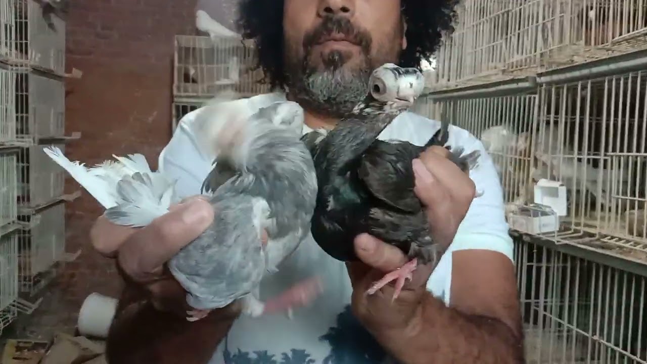 40جوز حمام زينه مستويات عالية بفضل الله للبيع التواصل 01014178127 وجوز لهور هديه