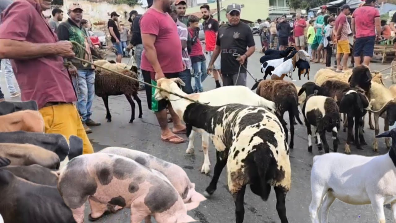 FEIRA DE ANIMAIS DE UMBUZEIRO PARAÍBA 28/02/2026 MUITOS ANIMAIS 