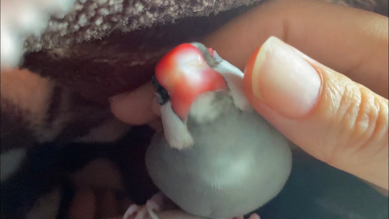 キューキュー甘え鳴きをして飼い主を隙間に誘ってくれる文鳥  あずき java sparrow
