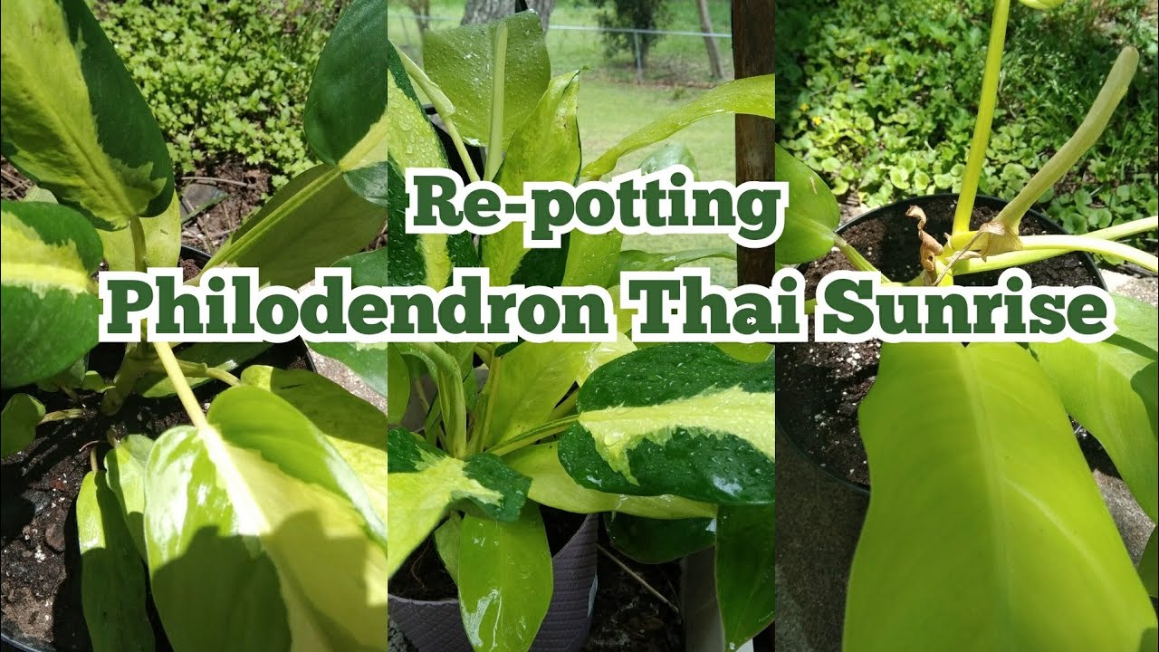#Thaisunrisephilodendron #philodendron  Re-potting Philodendron Thai Sunrise