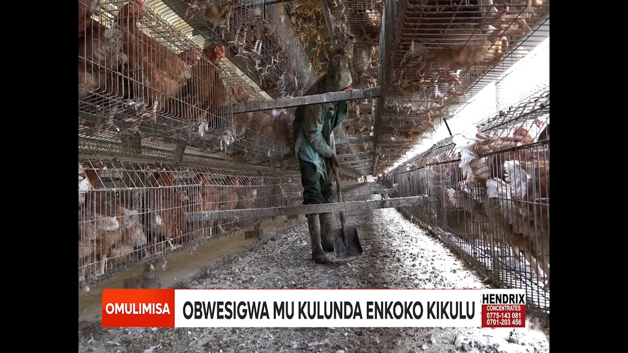 Omulimisa Yiga bwebatambuza Bizinensi y'okulunda enkoko