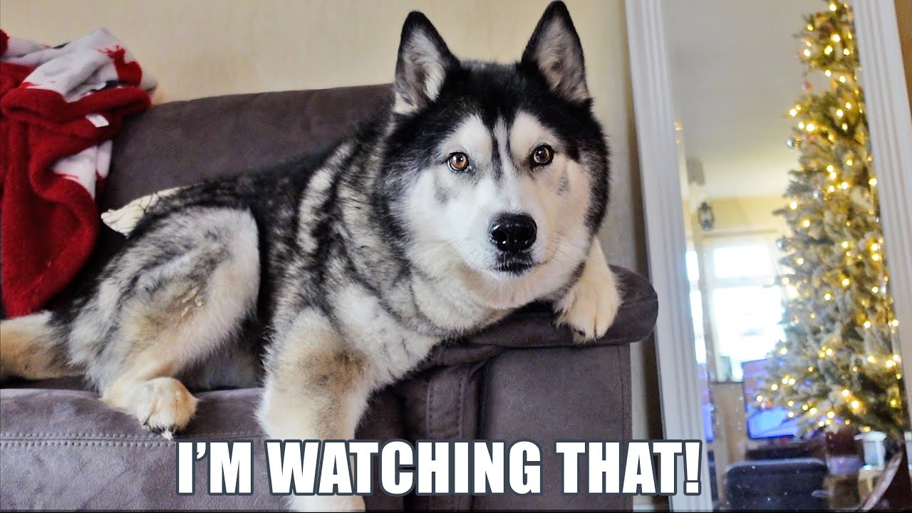 Husky Turned TV ON & Won’t Let Me Turn it Off!
