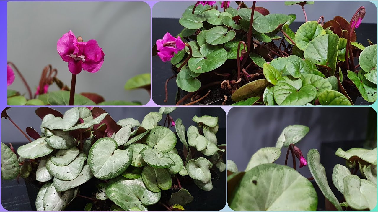 Cyklamen dyskowaty (Cyclamen Coum) czyli mała roślina, a duży efekt