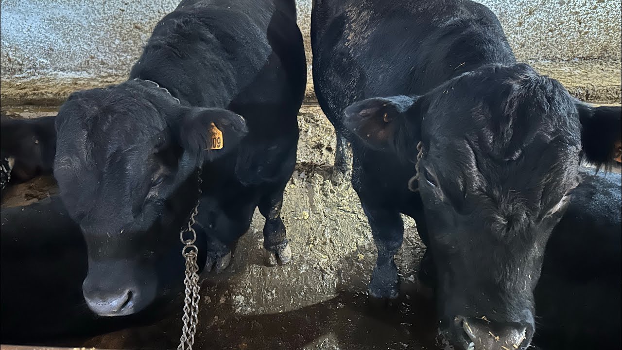 ANGUSLAR İLE İLGİLİ MERAK EDİLENLER.. #buzağı #kurbanlık #çiftlikişleri #kurbanlık #farmlife #tarım