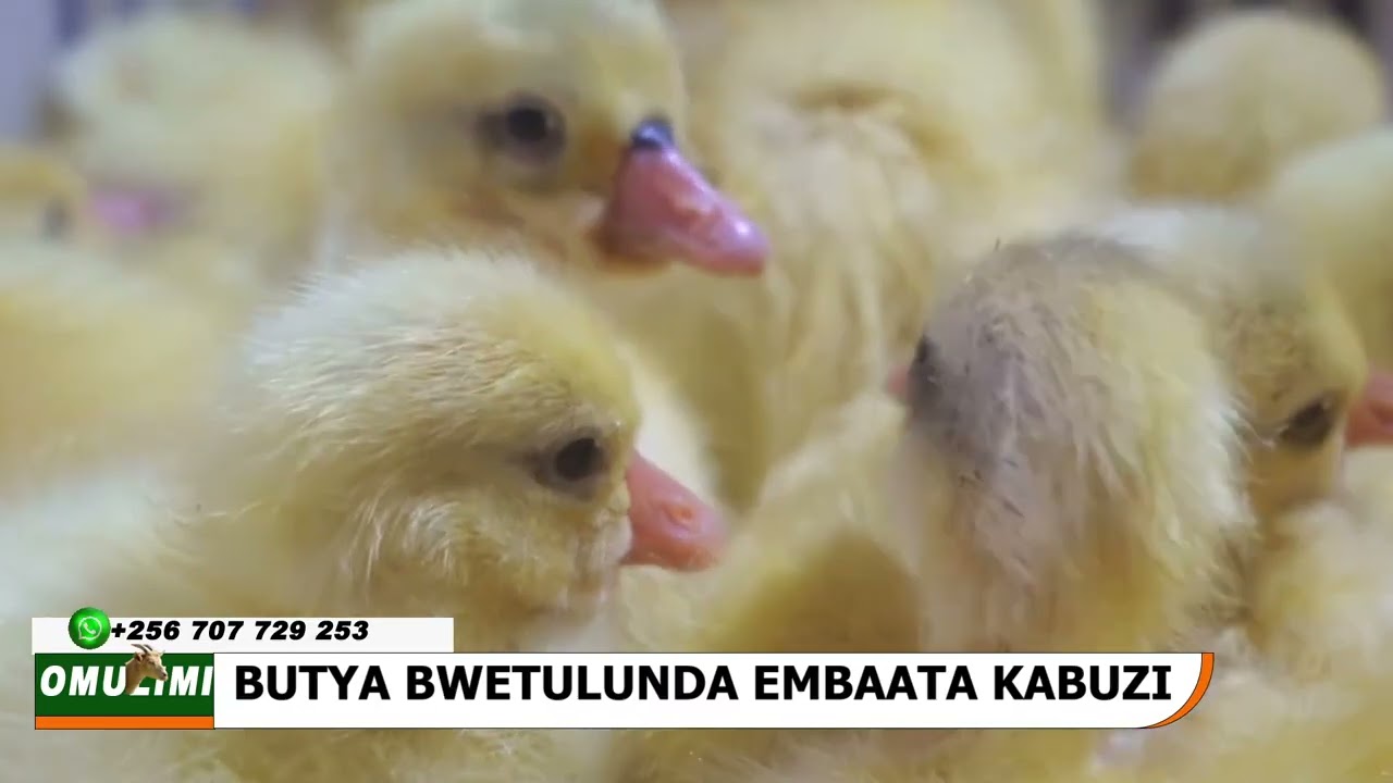 OMUKENKUFU KINTU