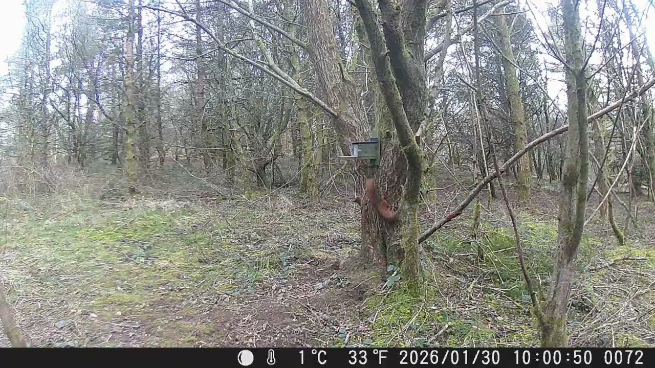 When 'catch me if you can' is far more interesting than nuts! 🐿️ | Walkmill Woods Wildlife