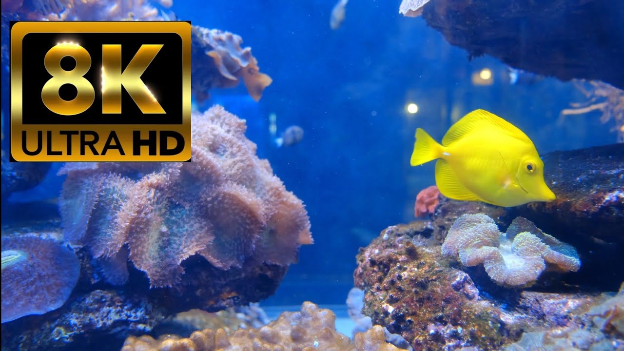 (DEEP IN THE BLUE) 8K UHDR 60FPS |Nature Innovation| #Trending #8K #OceanWorld