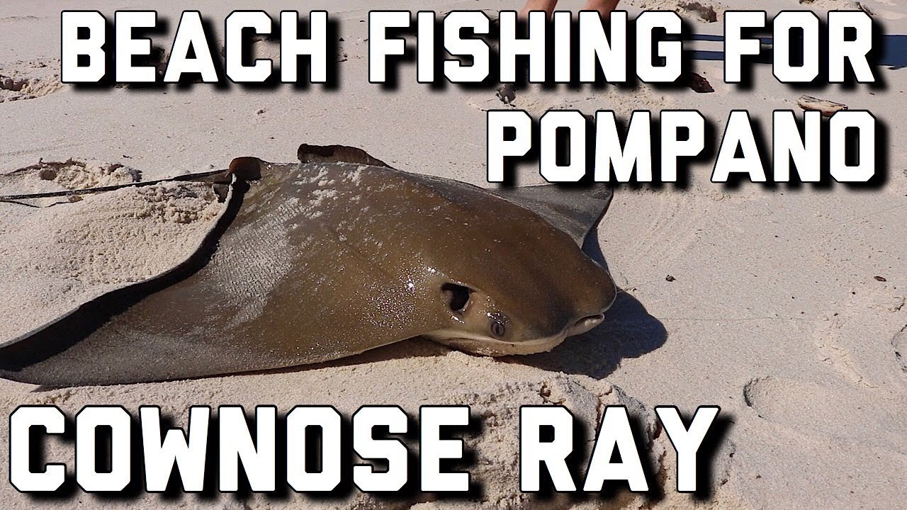 Surf Fishing - Spring Pompano run and BIG ray!