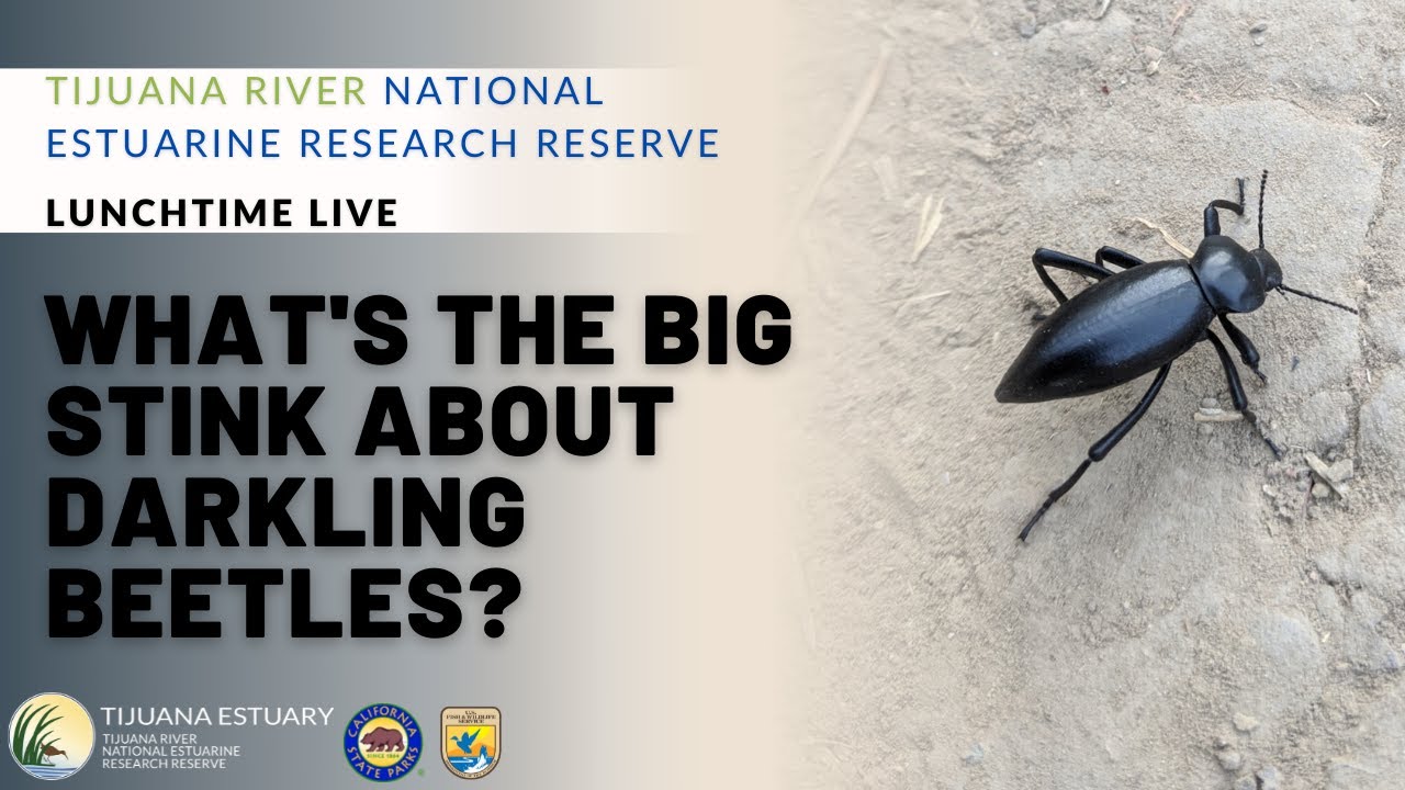 Lunchtime Live: What's the Big Stink About Darkling Beetles?