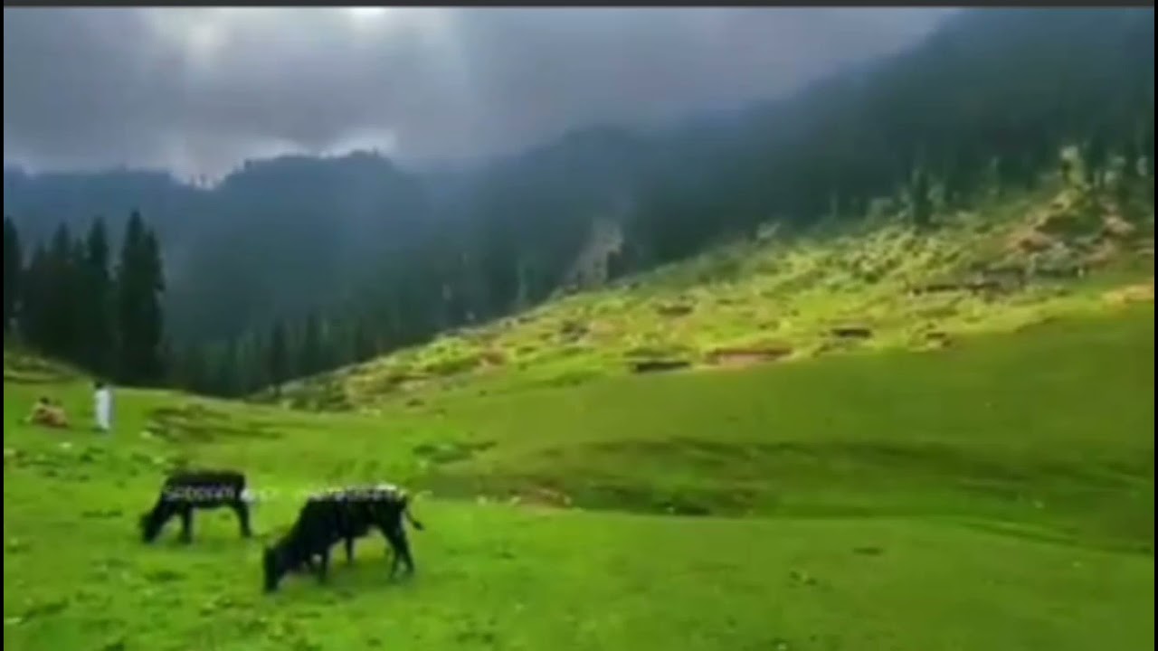 #jarogo valley is a hidden tourist spot located in deep forest in west of tehsil matta##swat#beauty#