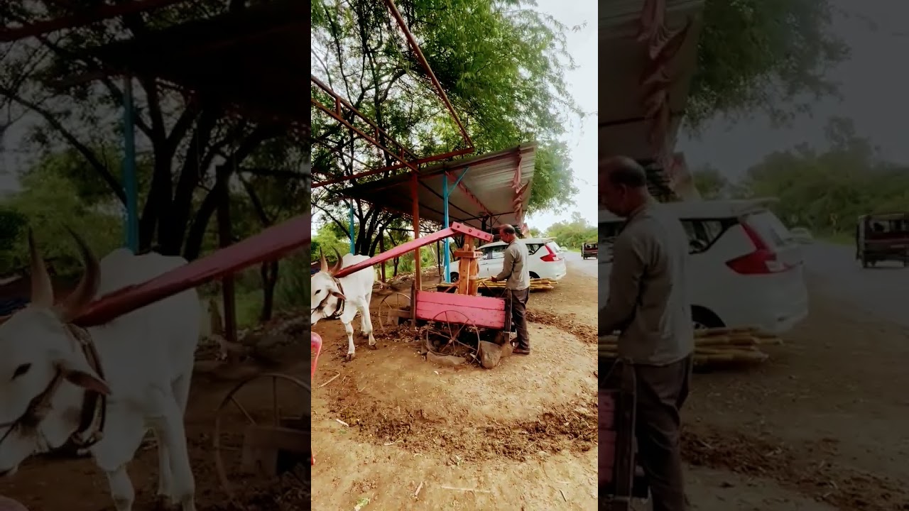 Old method of Nashik to crush sugarcane 
