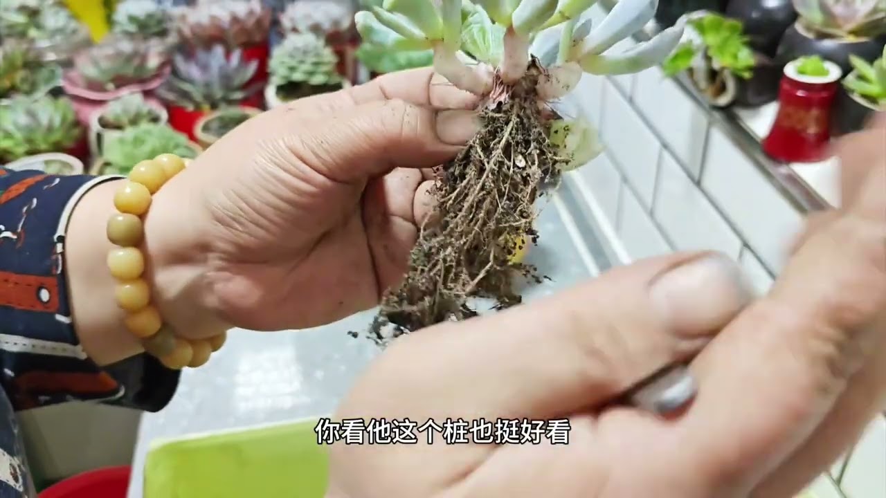 继续给橙子换盆#爱生活爱养花 #多肉植物 Continue to repot oranges # Love life, love flowers # Succulent plants