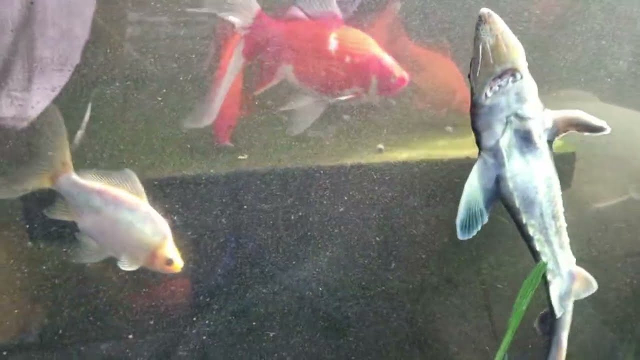 Live back pond 4/2/26. Sturgeon, Koi, Tench, Goldfish 🐠 ♥️